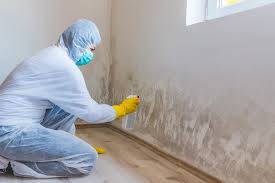 Why You Should Choose Our Mold Remediation Services in San Benito, TX